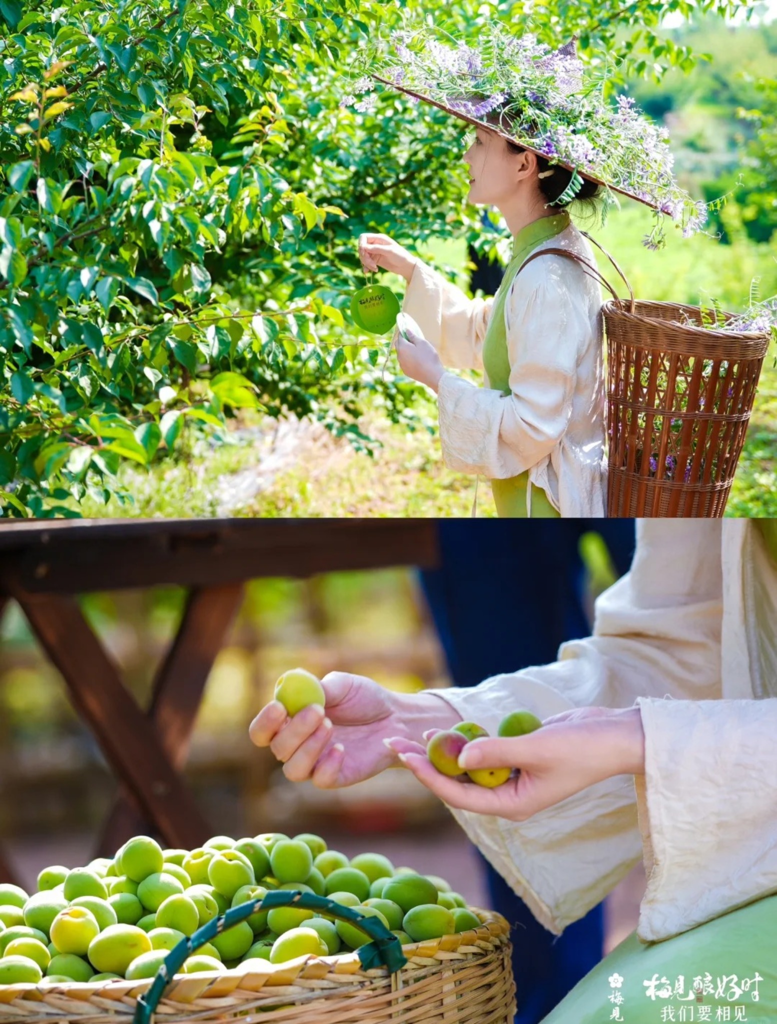 青梅果園採摘